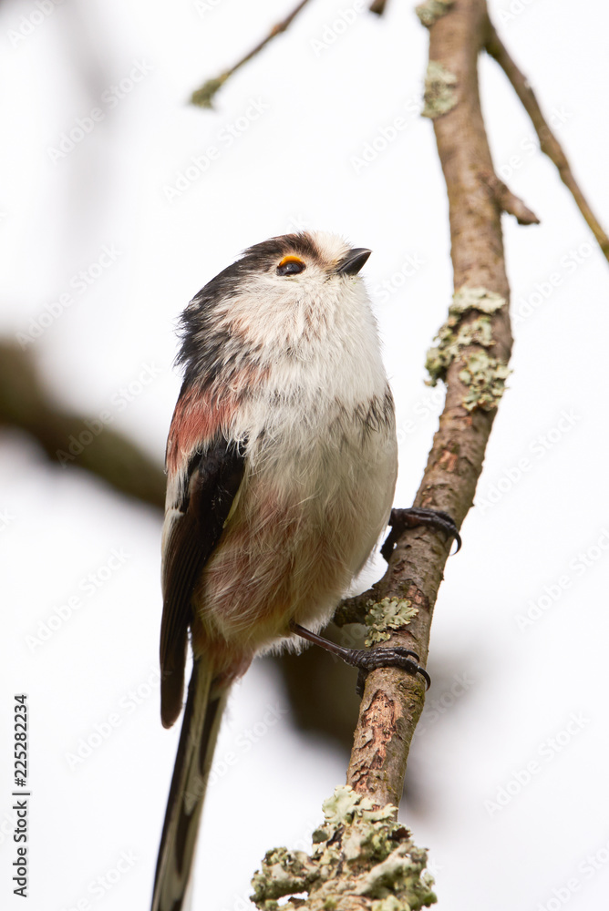Obraz premium Long-tailed Tit (Aegithalos caudatus) Singing from a branch