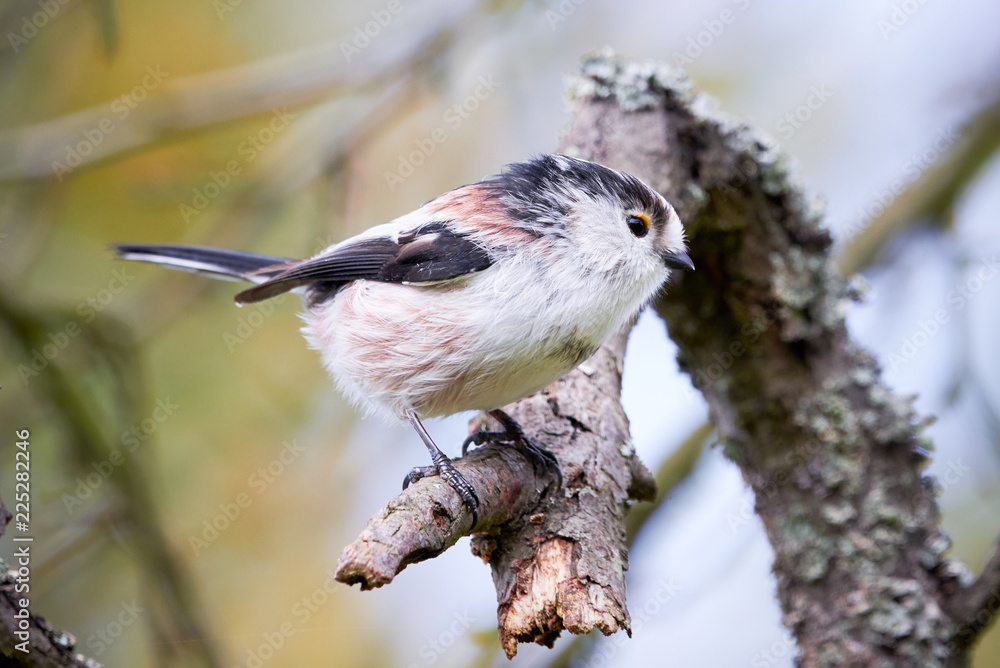 Naklejka premium Long-tailed Tit (Aegithalos caudatus) Singing from a branch