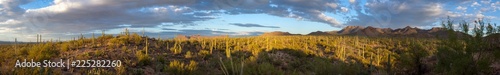 Saguaro National Park American Southwest Sonoran Desert Panorama