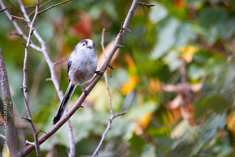 Long-tailed Tit (Aegithalos caudatus) Singing from a branch Long-tailed Tit (Aegithalos caudatus) Singing from a branch