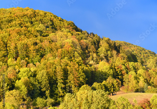 Fototapeta Naklejka Na Ścianę i Meble -  bunter Wald im Herbst