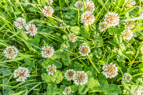 Close up, flowering white clover, Trifolium repens, photographed from above