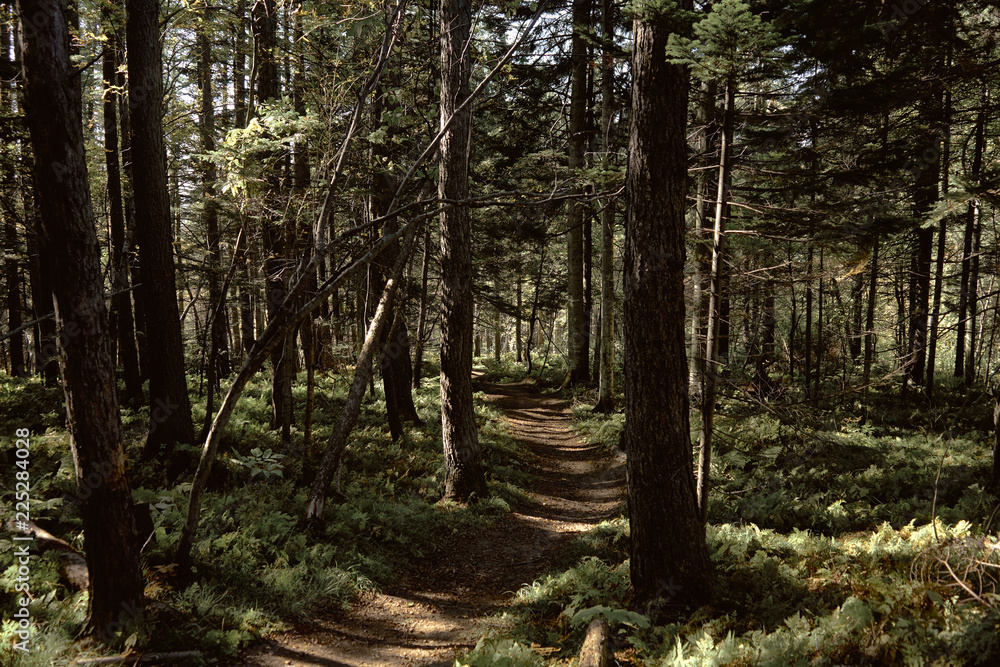 Obraz premium trees in the forest