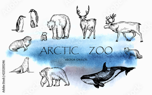 Vector illustration. Pen drawn arctic animals set: penguins, polar bears, walrus, seal, polar fox, reindeers, orca whale. Vector sketched objects.