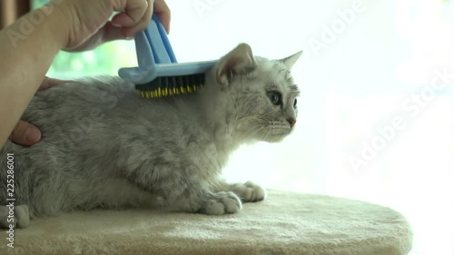 Owner is grooming the fur of cute kitten after shower with hair dryer slow motion  photo