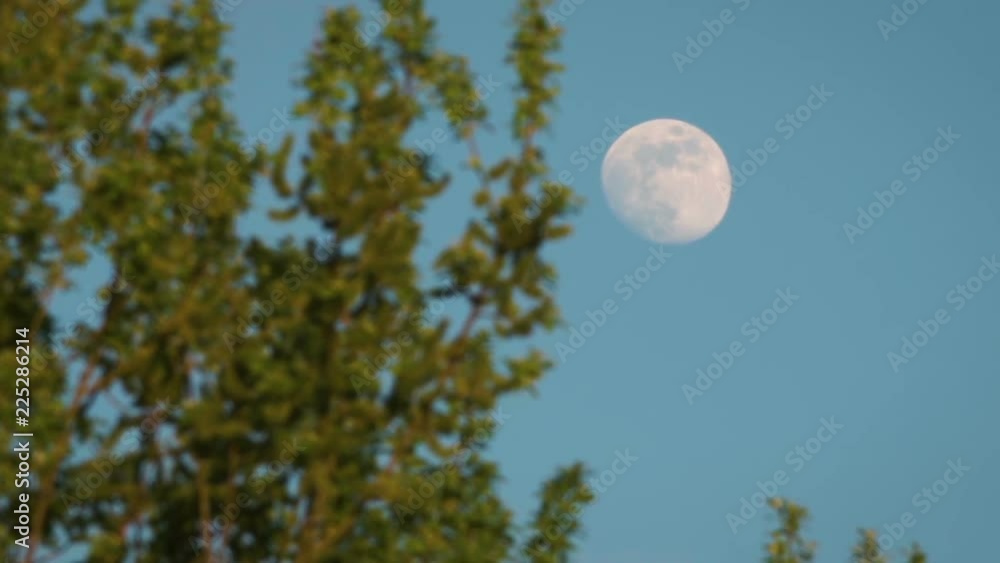 Full moon in evening sky behind foliage of tree Full moon in evening sky behind foliage of tree