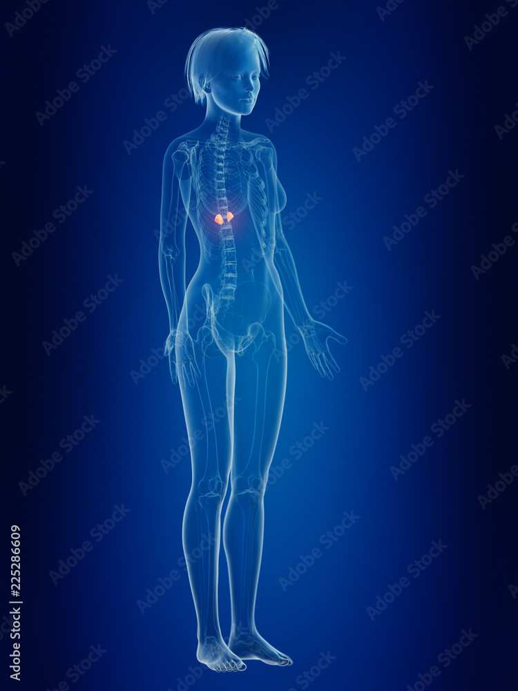 3d rendered medically accurate illustration of a females painful adrenal glands 3d rendered medically accurate illustration of a females painful adrenal glands