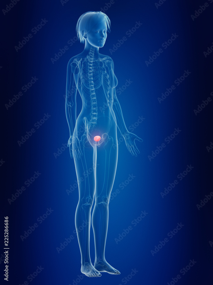 3d rendered medically accurate illustration of a females painful bladder 3d rendered medically accurate illustration of a females painful bladder