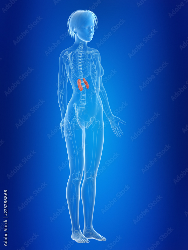 3d rendered medically accurate illustration of a females kidneys 3d rendered medically accurate illustration of a females kidneys