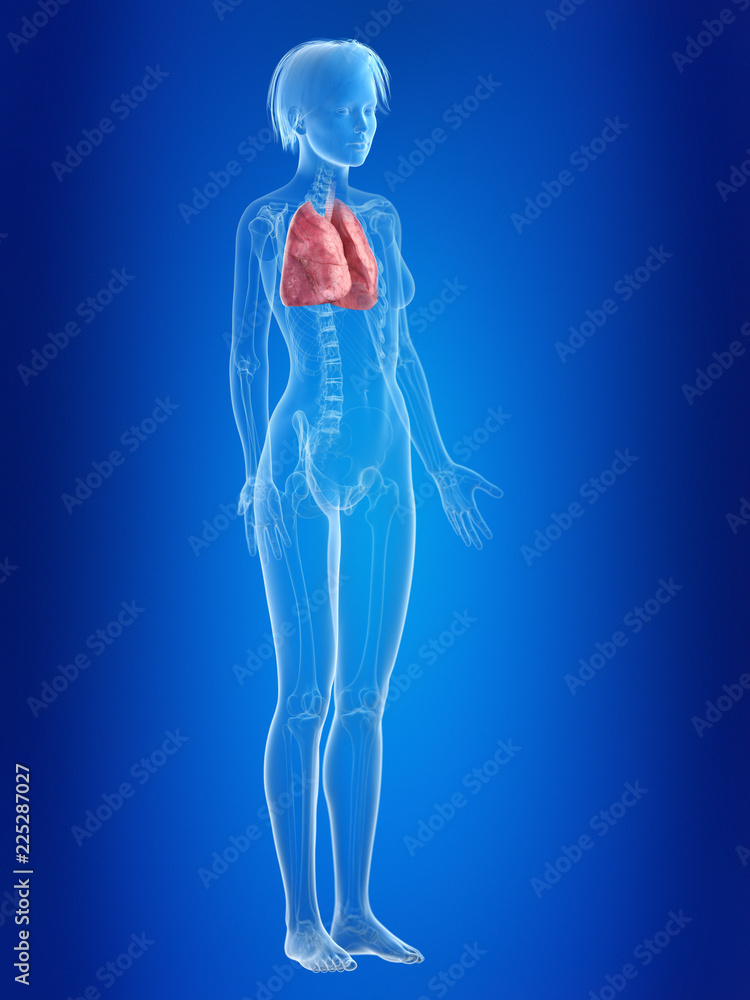 3d rendered medically accurate illustration of a females lung 3d rendered medically accurate illustration of a females lung