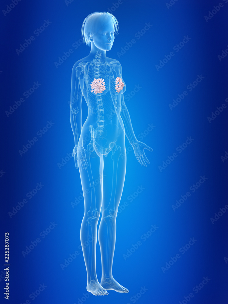 3d rendered medically accurate illustration of a females mammary glands 3d rendered medically accurate illustration of a females mammary glands