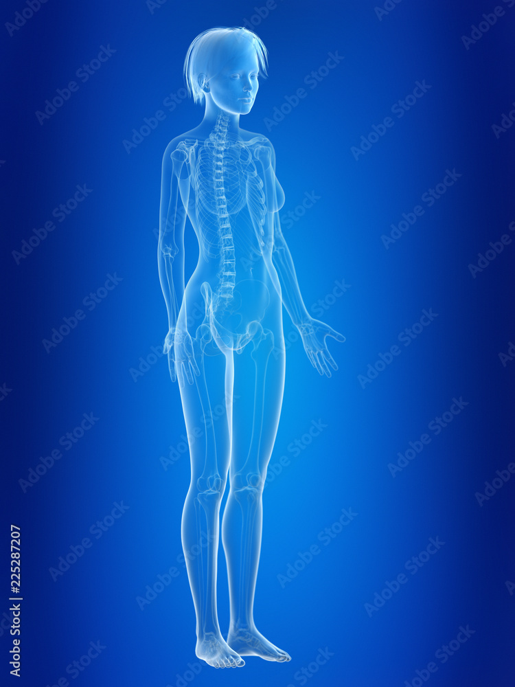 3d rendered medically accurate illustration of a females skeleton 3d rendered medically accurate illustration of a females skeleton