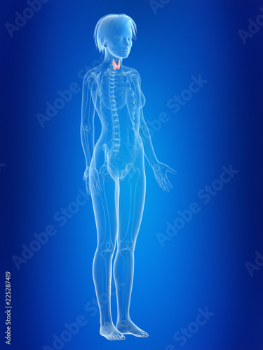 3d rendered medically accurate illustration of a females thyroid gland © Sebastian Kaulitzki