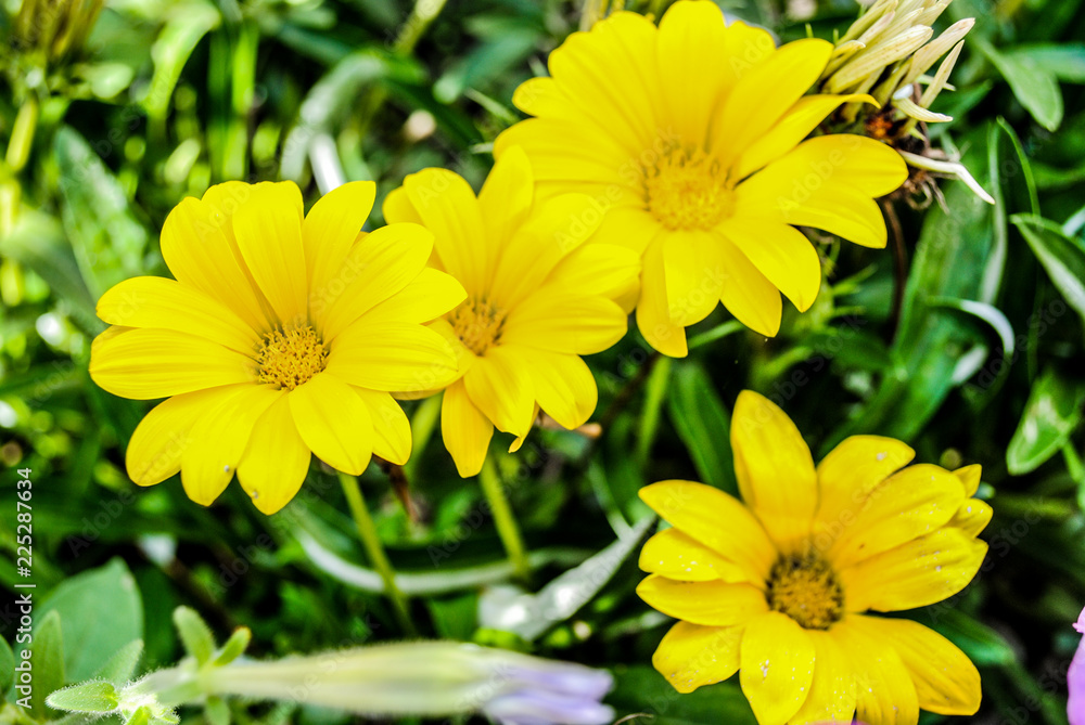 Yellow Gazania in the garden Yellow Gazania in the garden