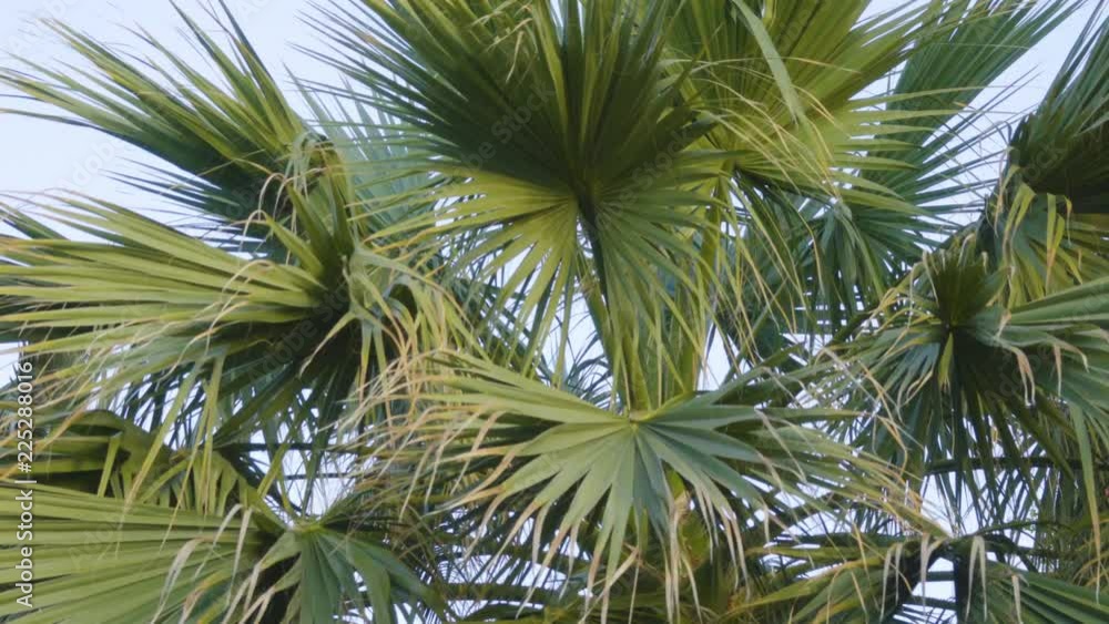 Branches of palm trees against the sky. Palm branch background Branches of palm trees against the sky. Palm branch background