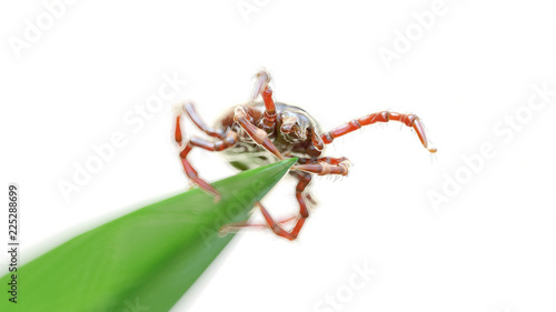 3d rendered illustration of a tick waiting on a grass blade