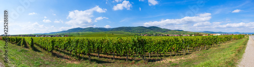 Panorama mit Weinbergen im Elsass und den Vogesen im Hintergurnd