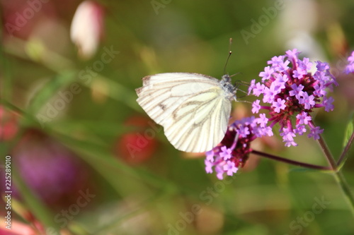 flowers with white butterfly in the garden