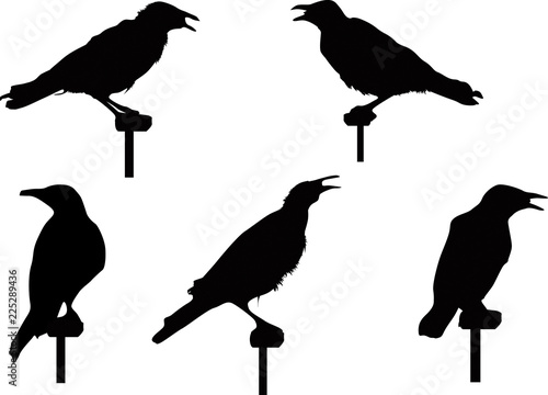 set of five crow silhouettes isolated on white