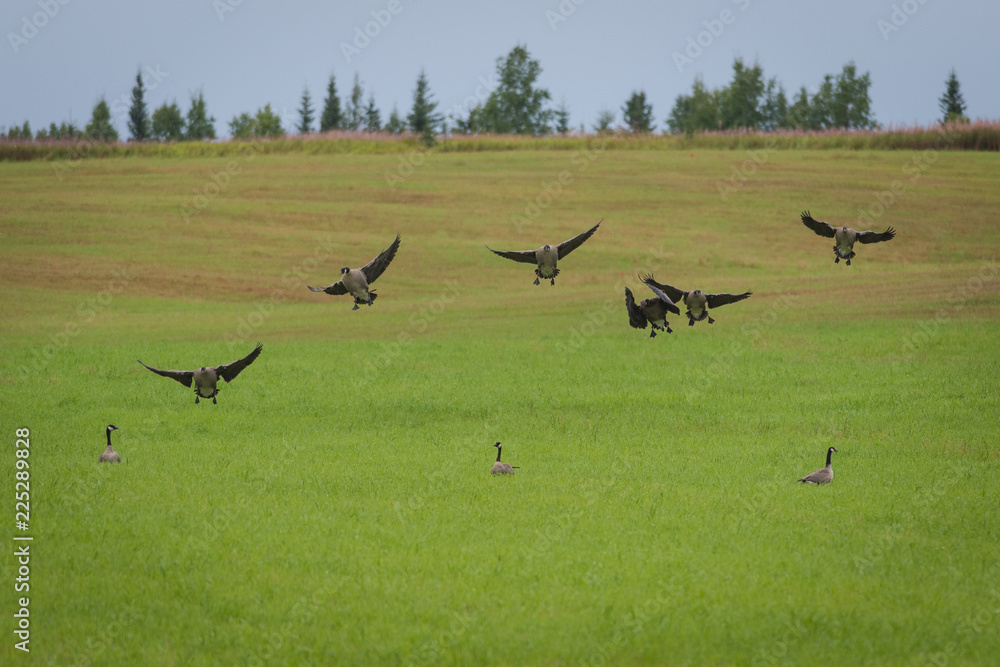 Fototapeta premium Geese and friends