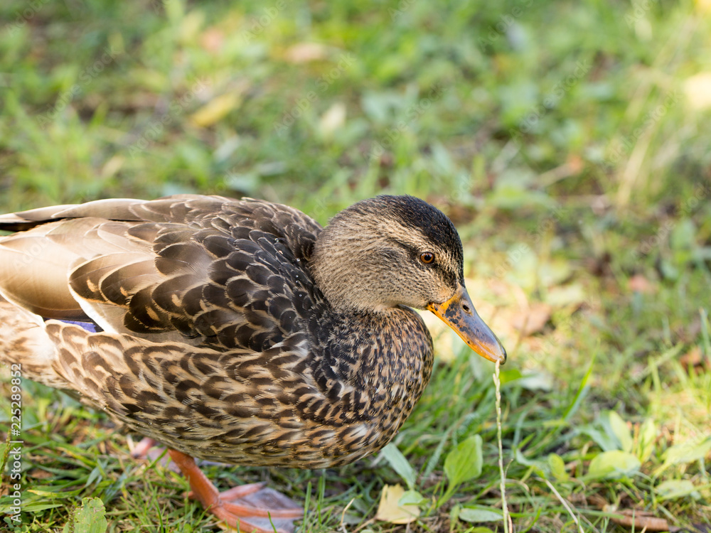 Wild duck by the water