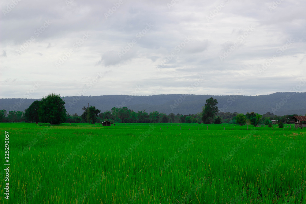 Fototapeta premium Green rice field near the mountain Beautiful landscape
