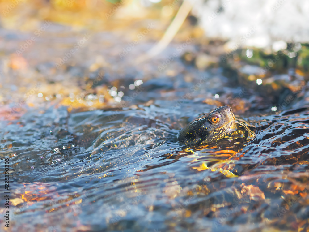 Turtle sweaming at the water Turtle sweaming at the water