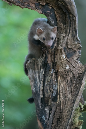 Stone marten, Martes foina, with clear green background. Detail portrait of forest animal. Small predator sitting on the beautiful green mossy tree trunk in the forest. © vaclav