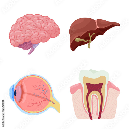 Vector illustration of body and human logo. Collection of body and medical stock symbol for web.