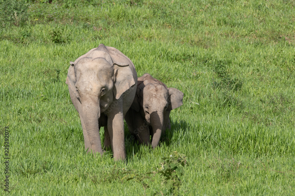 Fototapeta premium Asiatic Elephant is big five animal in asia