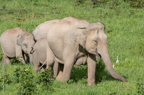 Asiatic Elephant is big five animal in asia