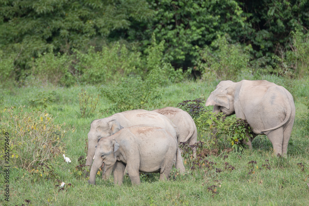 Asiatic Elephant is big five animal in asia Asiatic Elephant is big five animal in asia
