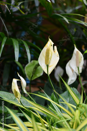 Calla palustris or Water Arum photo