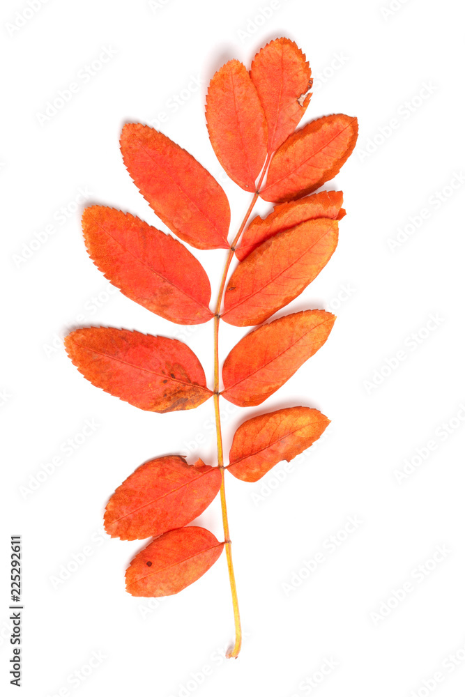 Autumn maple branch with leaves isolated Autumn maple branch with leaves isolated