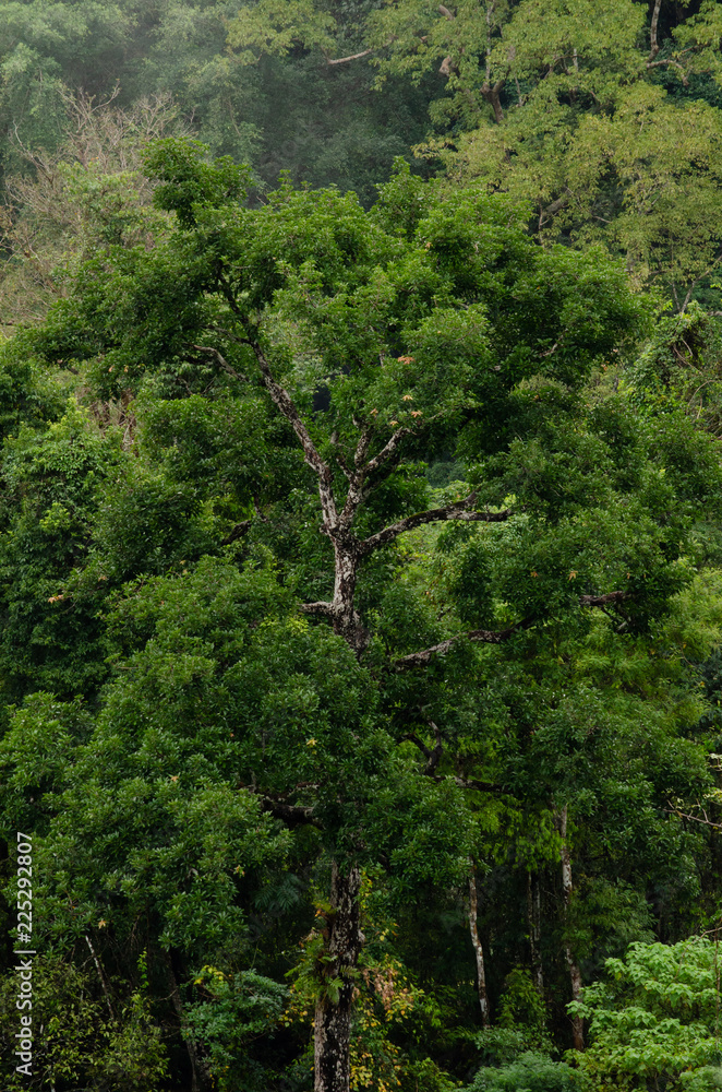 Rain forest is important in Thailand . It is habitat for wildlife Rain forest is important in Thailand . It is habitat for wildlife