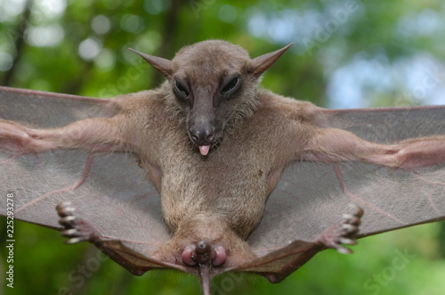 bat is mammal and call "vampire"