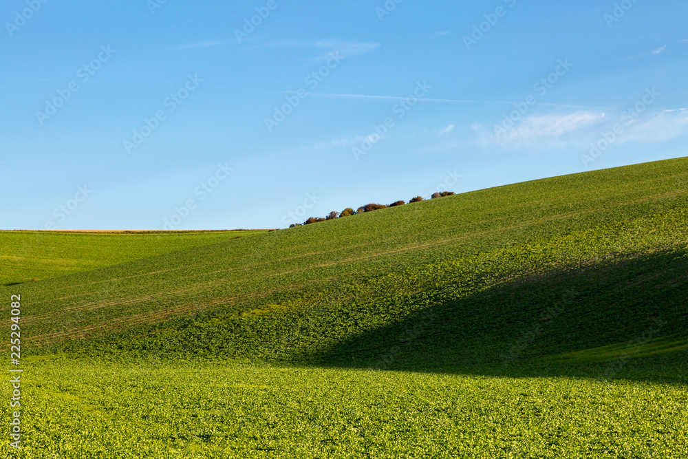 Green farmland in Sussex, with early morning light