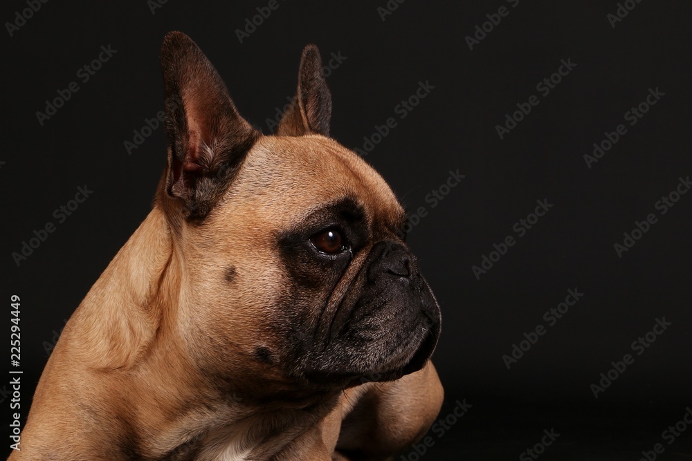beautiful french bulldog head portrait in the black studio
