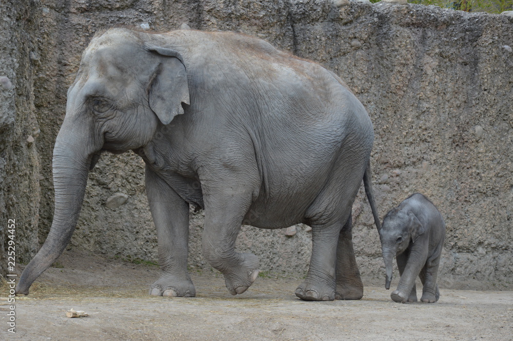 Naklejka premium Elefant mit Baby