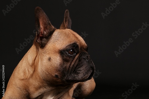 beautiful french bulldog head portrait in the black studio © Bianca