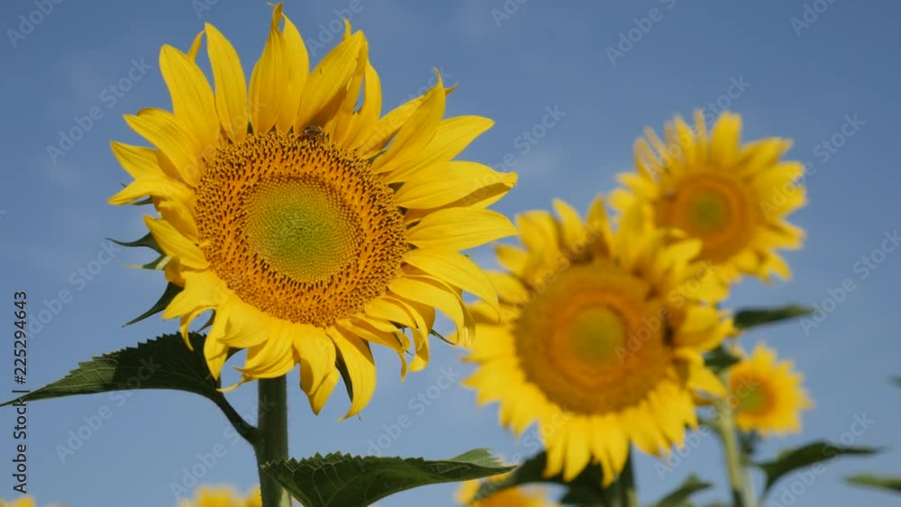 Heads of sunflower Helianthus annuus plant against blue sky 4K footage Heads of sunflower Helianthus annuus plant against blue sky 4K footage