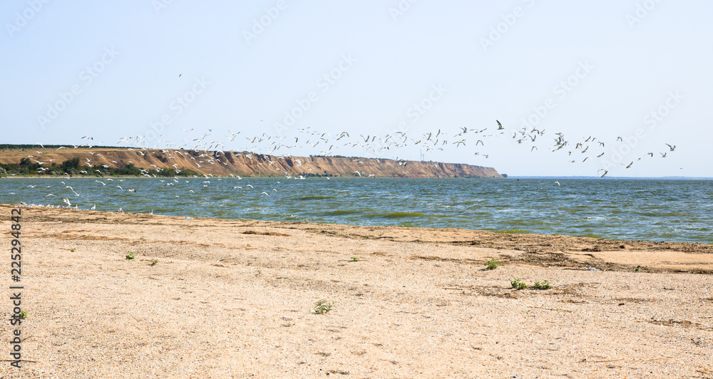 seagulls flying on the beach. birds near the sea. hills on the background