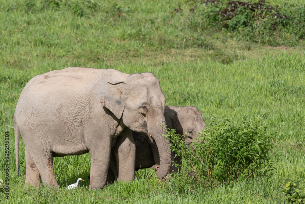 Fototapeta premium Asiatic Elephant is big five animal in asia