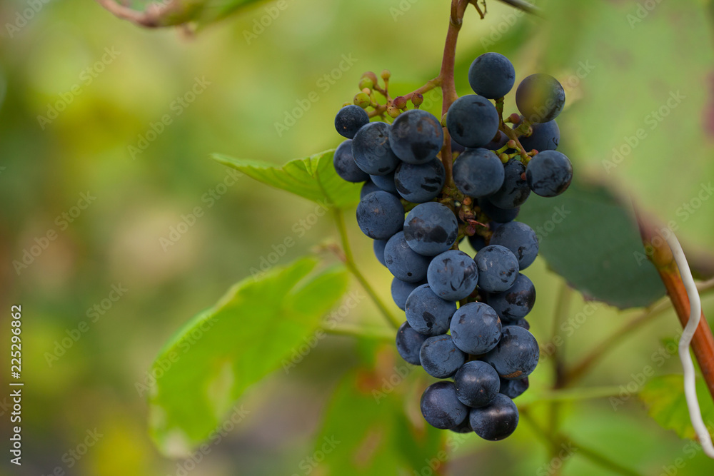 beautiful grapes growing