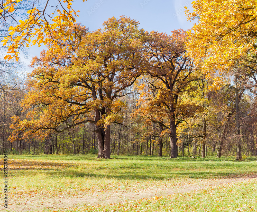 Group of the old oaks in the autumn park Group of the old oaks in the autumn park