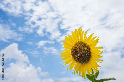 Single sunflower   Helianthus annuus  against a blue sky  abstract background with copy space