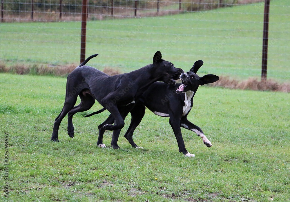 two funny black great danes are playing together in the garden - obrazy, fototapety, plakaty 