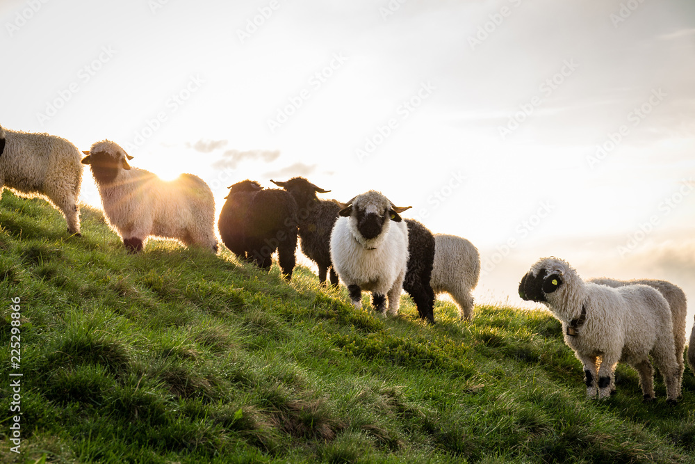 Fototapeta premium Schwarze und weiße Schafe am Berg beim Sonnenaufgang