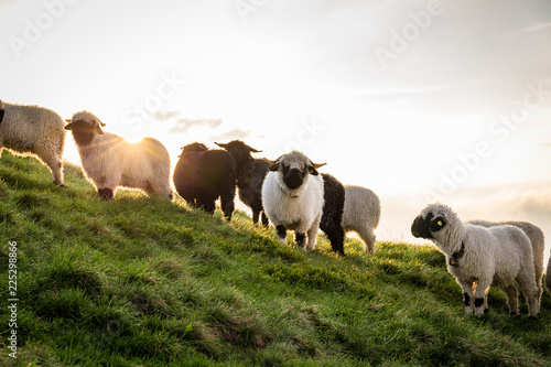 Schwarze und weiße Schafe am Berg beim Sonnenaufgang