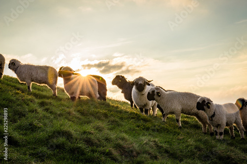 Eine Herde Schafe beim Sonnenaufgang am Berg photo